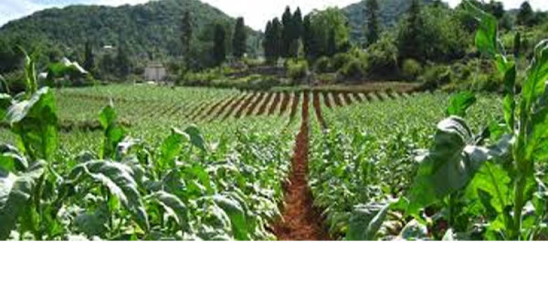 বাংলাদেশের কৃষি সংকট মোকাবিলায় আফ্রিকার জমি: সম্ভাবনার নতুন দিগন্ত...