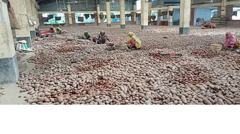 নতুন আলুতে ধস, পুরোনো আলু আটকে হিমাগারে বিপাকে মালিকরা