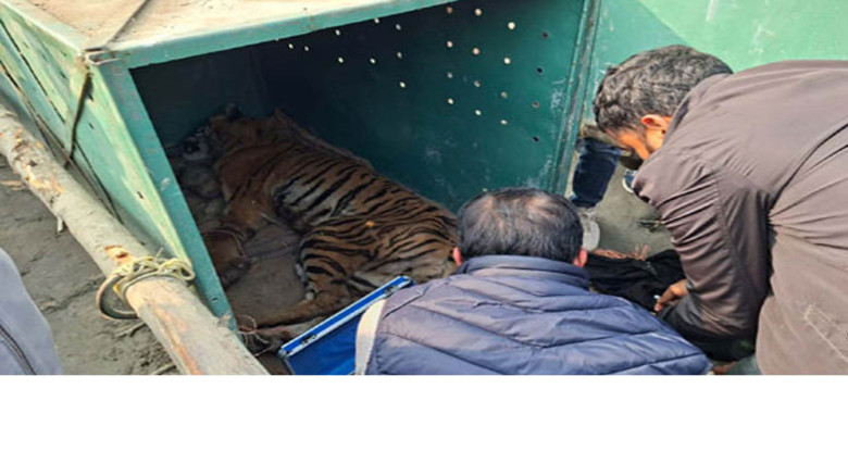 সুন্দরবনে ফাঁদে আটকে পড়া বাঘ উদ্ধার, চিকিৎসার জন্য খুলনায় স্