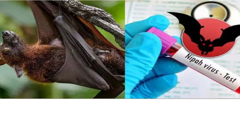নিপাহ ভাইরাসের নতুন রূপে সতর্কতা: ৩৫ জেলায় শনাক্ত, হাসপাতাল 