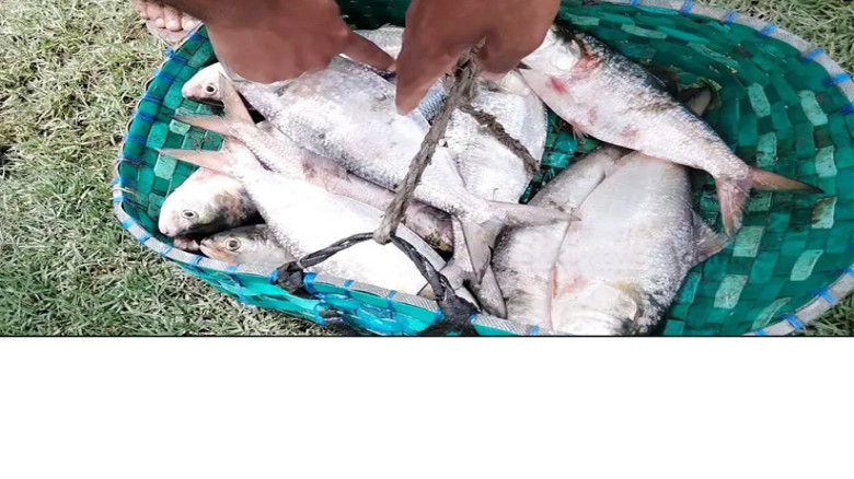 বরিশালে ইলিশের আকাল, আকাশছোঁয়া দাম