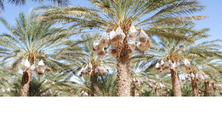 ২০২৫-২৬ মৌসুমে খেজুর উৎপাদনে বড় সাফল্যের আশা তিউনিসিয়ার