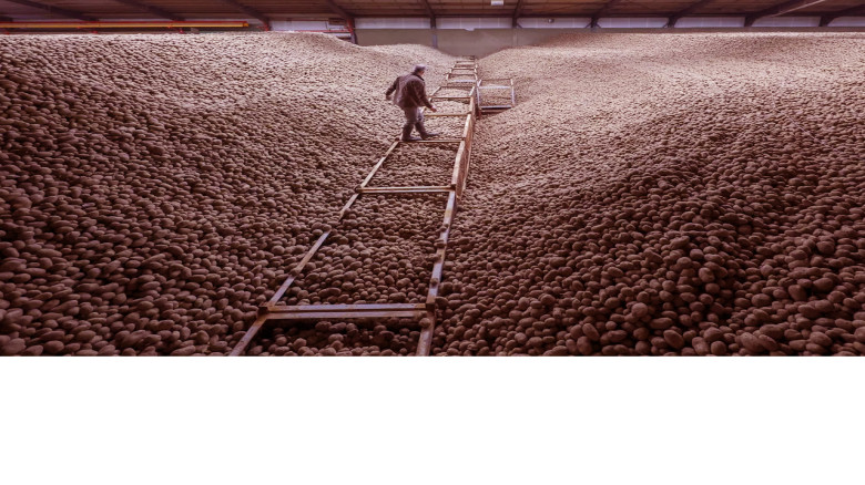 রেকর্ড আলুর ফলন, বার্লিনজুড়ে বিনামূল্যে বিতরণ