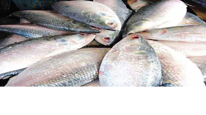 কৃত্রিম পরিবেশে ইলিশ চাষের অনুমতি দেয়নি সরকার