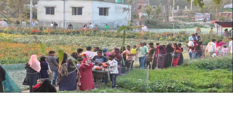 টানা বৃষ্টি ও জলাবদ্ধতায় বন্দর উপজেলায় ফুলচাষে বড় ক্ষতি