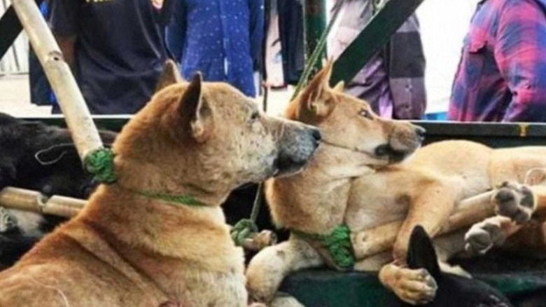 লংগদু থেকে কুকুর শিকার করে ভারতে পাচারের অভিযোগ