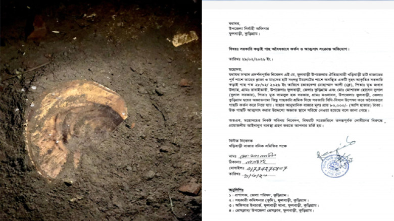 ফুলবাড়ীতে সরকারী গাছ কর্তন ও আত্মসাৎসের অভিযোগ