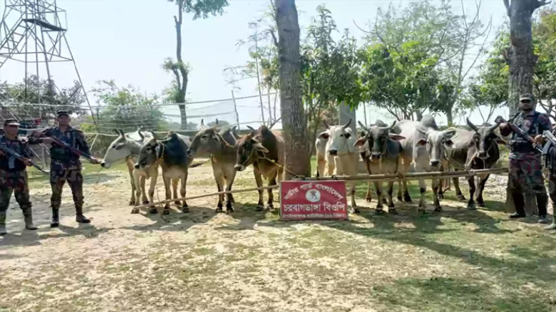 চাঁপাইনবাবগঞ্জ সীমান্তে কোটি টাকার গরু-মহিষ জব্দ