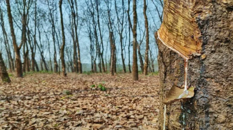 ভূমিদস্যুদের দাপটে ক্ষতিগ্রস্ত সরকারি রাবার বাগান