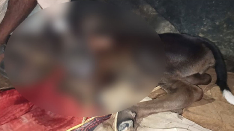 অস্বাভাবিক গঠনের গরুর বাছুর জন্ম দিয়ে চমক