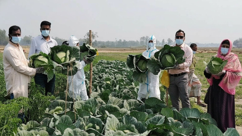 জিএপি পদ্ধতিতে কপি চাষে লাভবান তিন কৃষক