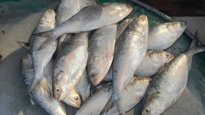 রামগতি-মৎস্য ঘাটে অবৈধ জাটকা ইলিশ নিধন চলছে