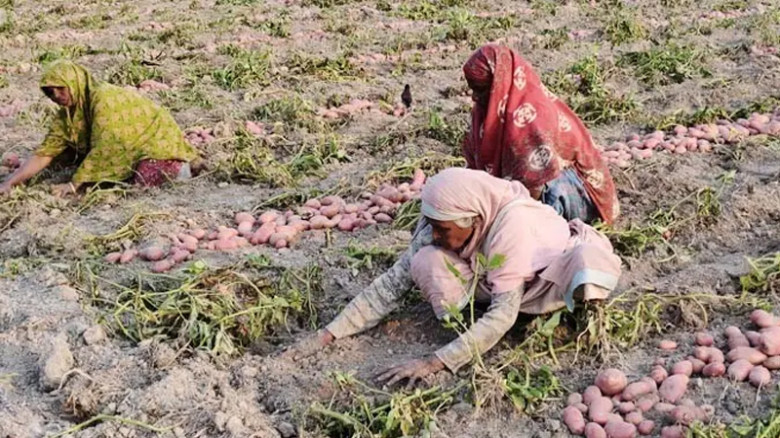 কিশোরগঞ্জে বাম্পার আলু ফলনেও হতাশা, লোকসানে চাষিরা