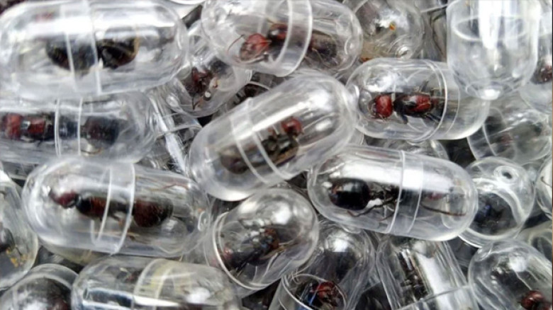 লাগেজে লুকানো ২০০০ রানি পিঁপড়া, বিমানবন্দরে ধরা পড়লেন চীনা য