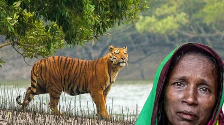 সুন্দরবন এলাকায় ‘বাঘ বিধবা’দের জন্য ভাতা চালুর দাবি