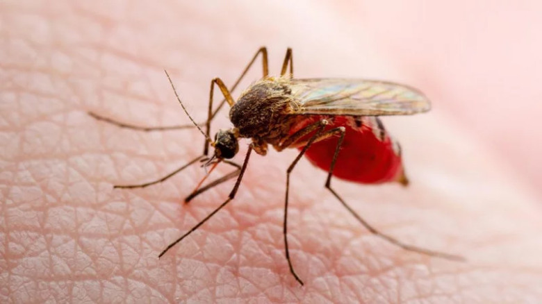 মশাবাহিত রোগের আতঙ্কে কটিয়াদী পৌর এলাকা