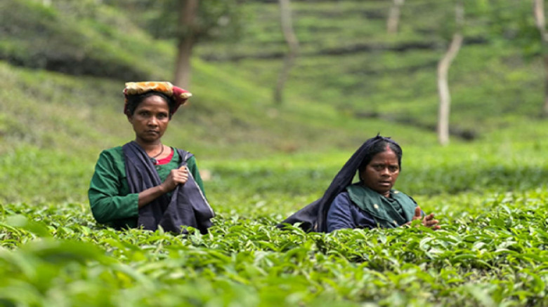 স্বস্তির বৃষ্টিতে সতেজ চা-বাগান, বাড়ছে উৎপাদনের আশা