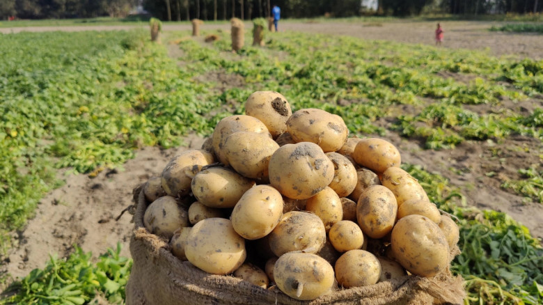 ফলন ভালো হলেও দাম নিয়ে হতাশ আলু চাষিরা