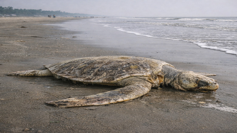 কুয়াকাটায় আবারও মৃত কচ্ছপ, কারণ অজানা