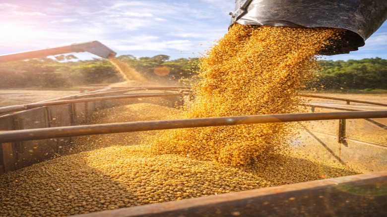 মার্চে বেড়েছে বৈশ্বিক খাদ্যমূল্য, জানাল এফএও