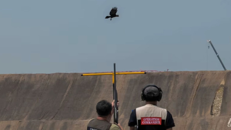 সিঙ্গাপুরে কাকের উপদ্রব ঠেকাতে গুলি, নিহত ১৬
