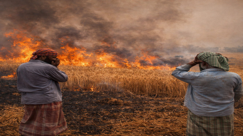 নাটোরে খড়ের আগুনে ধ্বংস ১৫ বিঘা গমক্ষেত