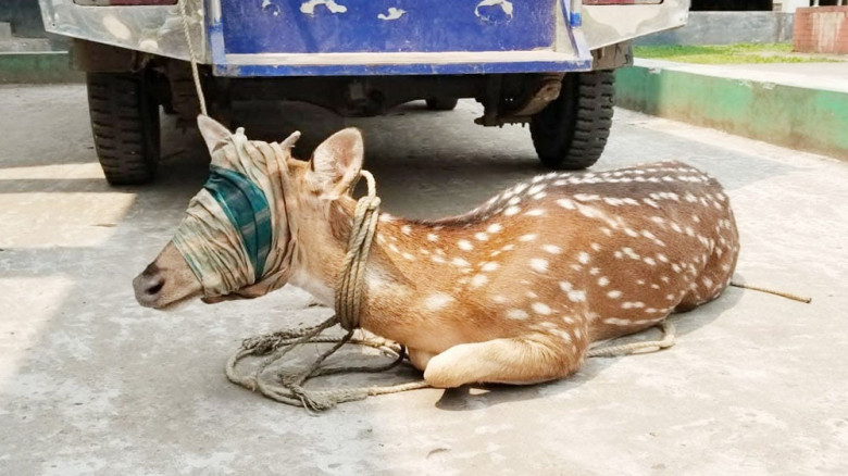 জোয়ারের স্রোতে ভেসে গ্রামে চিত্রা হরিণ উদ্ধার