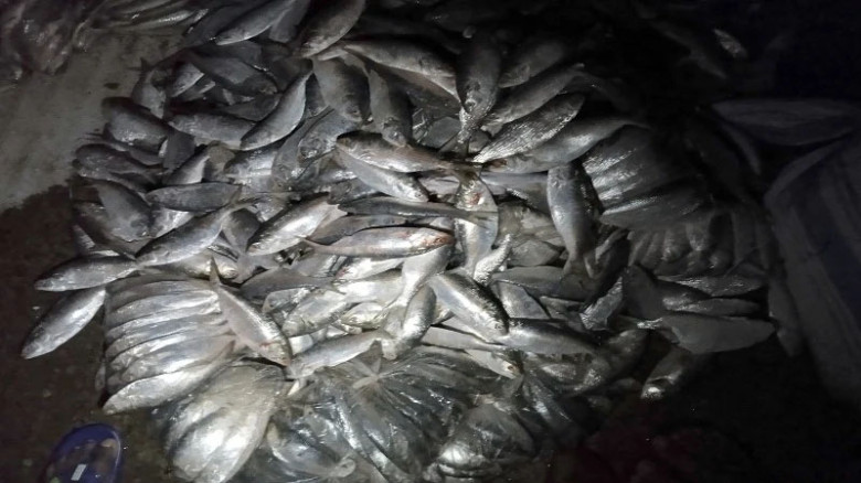 মাদারীপুরের কালকিনিতে ২৭ মণ জাটকা জব্দ, এতিমখানায় বিতরণ