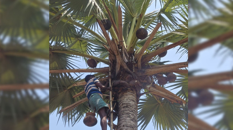 আছরাঙ্গা দিঘির তাল রসের হাঁড়ি