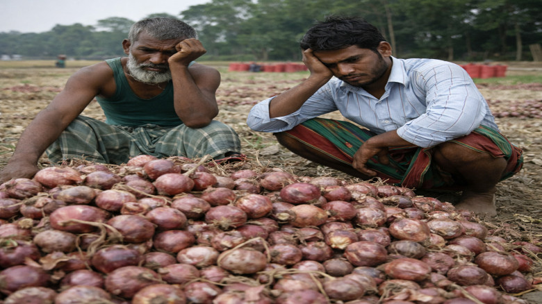 বগুড়ায় পেঁয়াজের ভালো ফলনেও কৃষকদের লোকসানের শঙ্কা