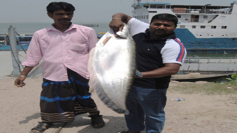 রাজবাড়ীতে পদ্মার ৮ কেজি চিতল বিক্রি ১২ হাজার ৩০০ টাকায়