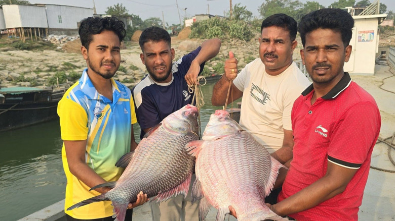 পদ্মায় ধরা দুই কাতল বিক্রি ৯১ হাজার টাকায়