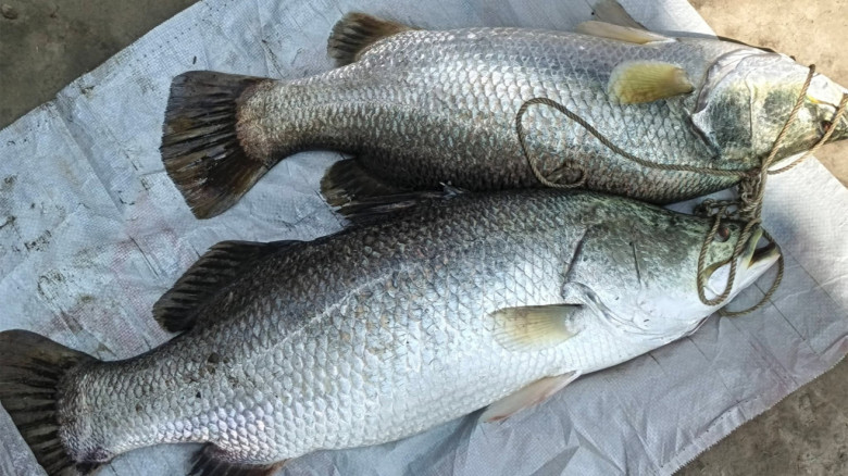 পুকুরেই মিলল সামুদ্রিক কোরাল, নিলামে বিক্রি ২৪ হাজারে