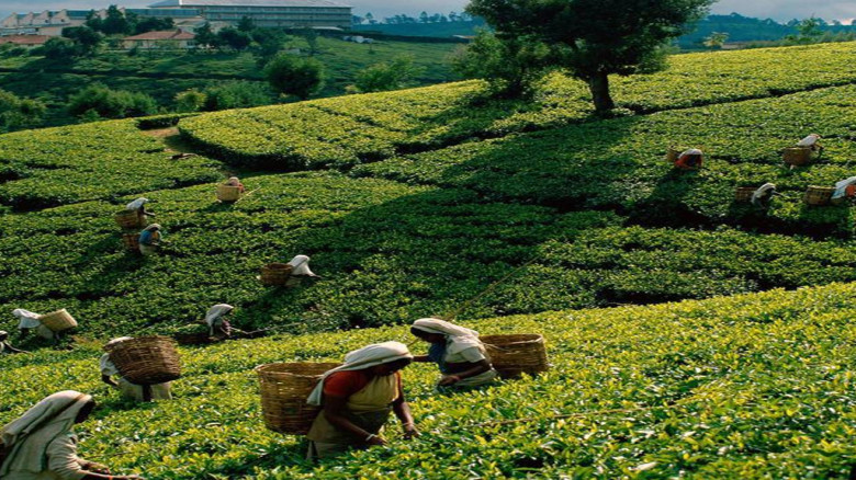 ঈদে চা শ্রমিকদের জন্য বিশেষ ভাতা ঘোষণা