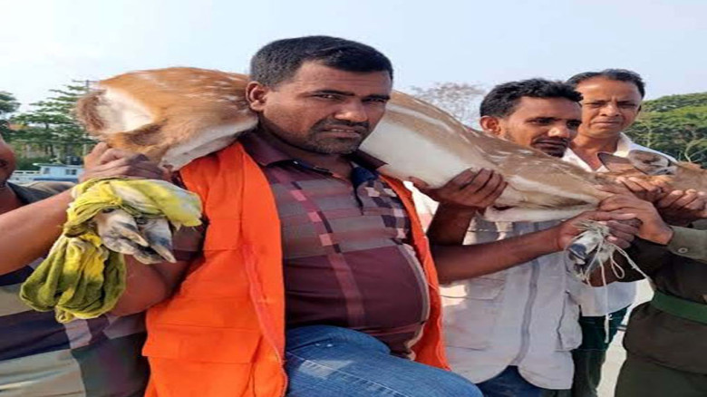 লোকালয়ে ঢুকে পড়া হরিণ উদ্ধার, বনবিভাগের পাহারায় সুন্দরবনে অব