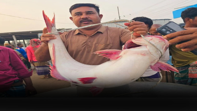 পদ্মায় ধরা ২৫ কেজির পাঙাশ বিক্রি ৫২ হাজার টাকায়