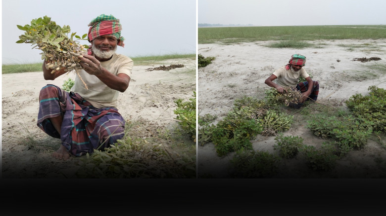 যমুনা চরে চীনা বাদামের বাম্পার ফলনে কৃষকের আনন্দ