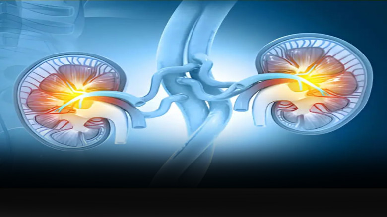 ঘরেই কিডনি পরীক্ষা করার সহজ উপায়, জানালেন বিশেষজ্ঞরা...