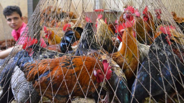 মুরগির বাজারে স্বস্তি, মাছ ও মাংসের দাম চড়া