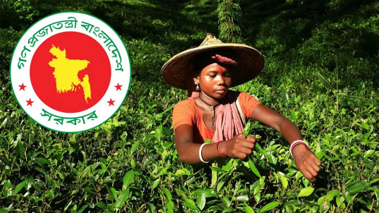 জাতীয় চা দিবসের তারিখ পরিবর্তন, এখন থেকে পালিত হবে ২১ মে