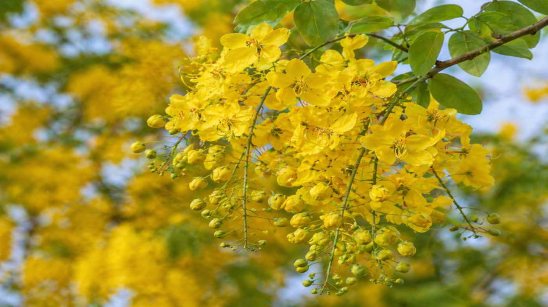 গরমের কষ্ট ভুলিয়ে দিচ্ছে সোনালুর সোনালি রূপ