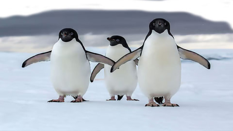 বিশ্ব পেঙ্গুইন দিবসে উদ্বেগ, কমছে প্রজাতির সংখ্যা