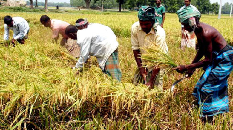 শ্রমিকের দাম দেড় মণ ধানের সমান, চাপে কৃষক