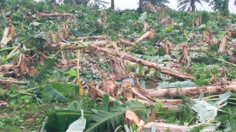 দিনের আলোয় কলা বাগানে হামলা, হাজার ছড়ি উধাও