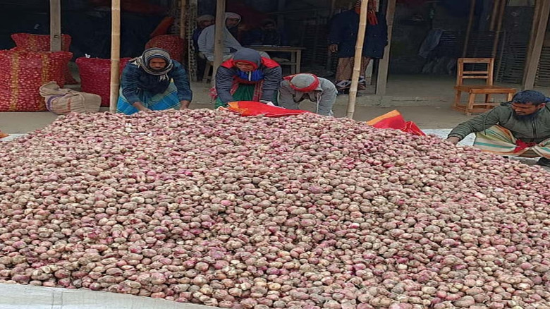 ফুলবাড়ীতে পেঁয়াজের দাম এক সপ্তাহে কমল ৮ টাকা