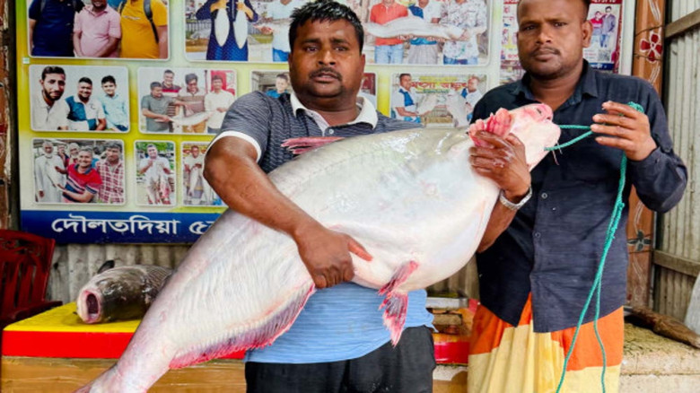 পদ্মায় ২৫ কেজির বিশাল পাঙ্গাস, নিলামে বিক্রি ৪৫ হাজার টাকায়