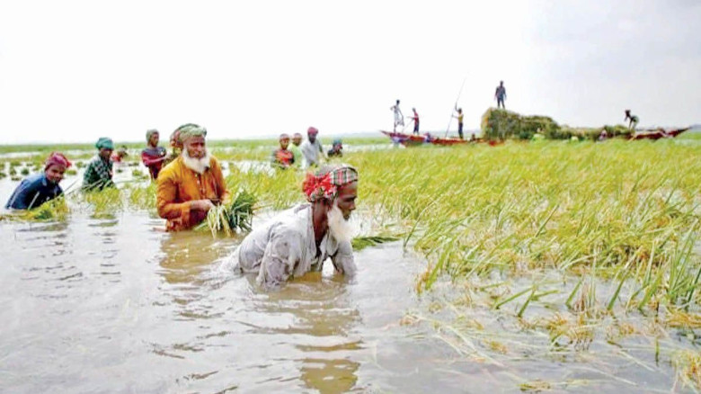 নবীগঞ্জে অতিবৃষ্টিতে হাওরে তলিয়ে গেছে ৪০০ হেক্টর পাকা বোরো ধ