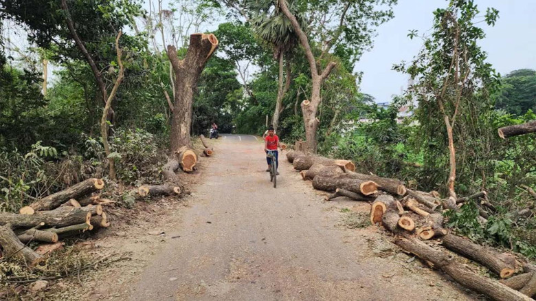 ফেনীতে রাস্তার গাছ কেটে নেওয়া নিয়ে বিতর্ক, নেই কোনো টেন্ডার