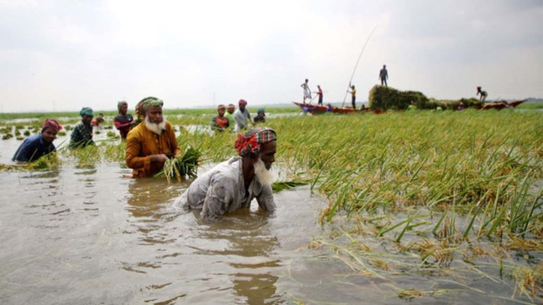 সুনামগঞ্জে হাওরের ধান পানির নিচে, দিশেহারা কৃষক