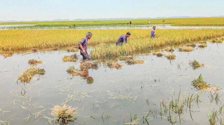 কিশোরগঞ্জ–সুনামগঞ্জসহ হাওরাঞ্চলে ভয়াবহ ফসলহানি